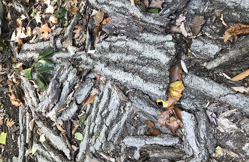 Tree bark